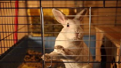 White dwarf rabbit sits in a cage Stock Footage 127909005