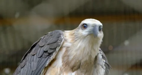 A white eagle bird or the Latin language Haliaeetus leucogaster is looking .. Stock Footage 228159967