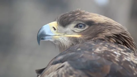 White eagle on a blurred background yawns 動画素材 221079851