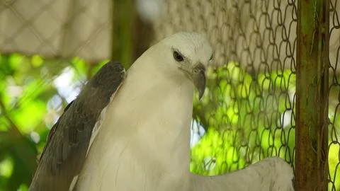 White Eagle Inside Zoo Enclosure Stock Photos