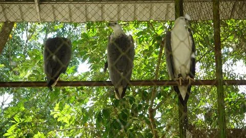 White Eagle Inside Zoo Enclosure Stock Photos