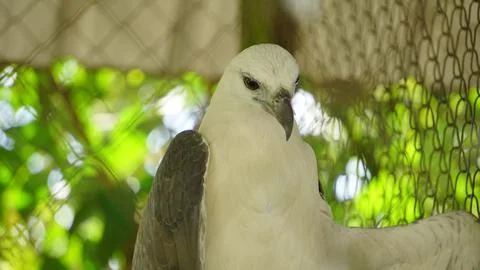 White Eagle Inside Zoo Enclosure Stock Photos