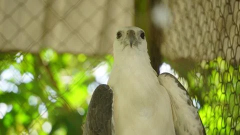 White Eagle Inside Zoo Enclosure Foto stock