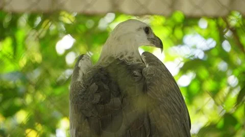 White Eagle Inside Zoo Enclosure Stock Photos