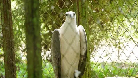 White Eagle Inside Zoo Enclosure Stock Photos