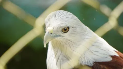 White Eagle Inside Zoo Enclosure Stock Photos