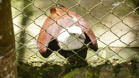 White Eagle Inside Zoo Enclosure Stock Photos