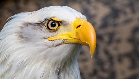 White eagle macro close-up photo Stock Photos