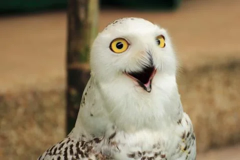 White eagle Owl Stock-Fotos