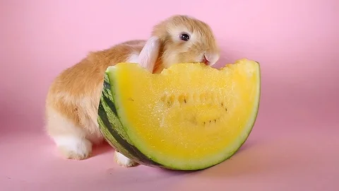 White ear split orangle lop rabbit bunny vs watermelon Video stock 94035325