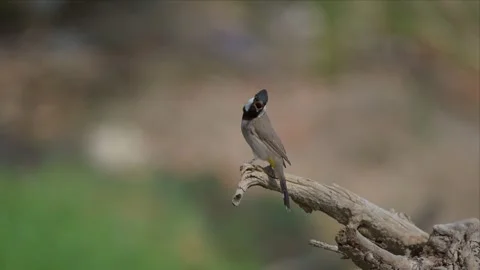 White Eared Bulbul Calling From a Dead Branch With Crest Raised 4K Stock Footage 345779739
