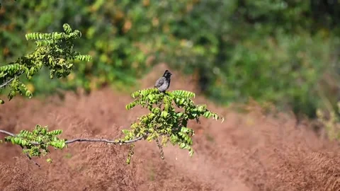 White eared bulbul flying through the wilderness Stock Footage 228727702