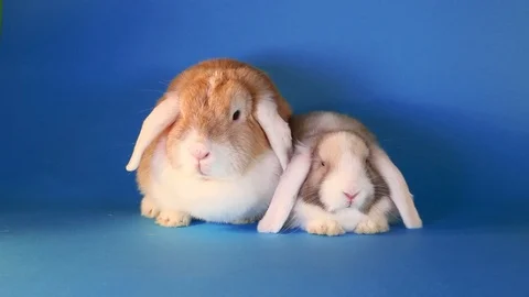 White eared lops rabbits together. Stock Footage 89635391