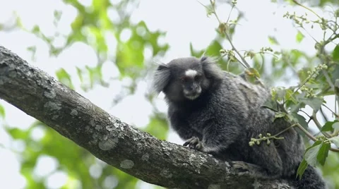 White-eared marmoset  running on the branch of tree Stock Footage 51258053
