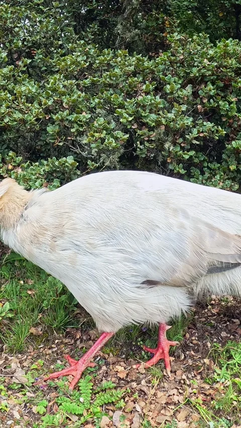 White Eared Pheasant Feeding on Shrub Leaves, Shangri-La, Slow Motion, Vertical Stock-Footage 341341055