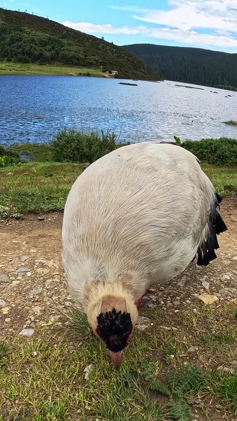 White Eared Pheasant Pecking Grass by Lake, Potatso Park, Shangri-La, Vertical Stock-Footage 341341322