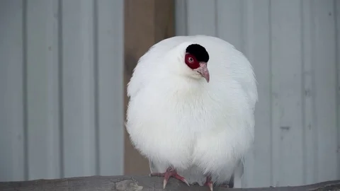 White eared pheasant in the zoo Stock Footage