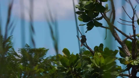 White eared puffbird in nature Stock Footage 264386893