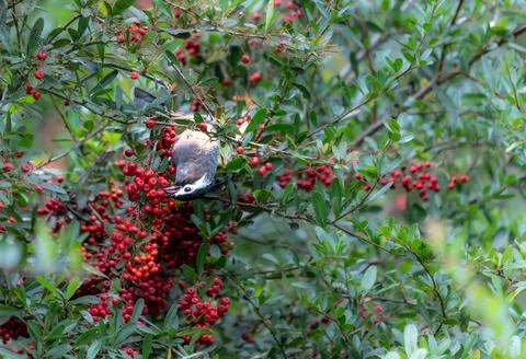 A White-eared Sibia stands on a pyracantha branch covered with red berries. Stock Photos