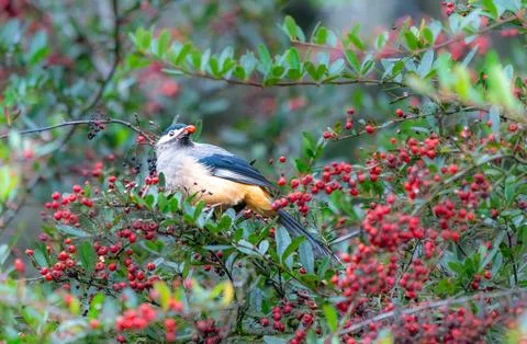 A White-eared Sibia stands on a pyracantha branch covered with red berries. Foto stock