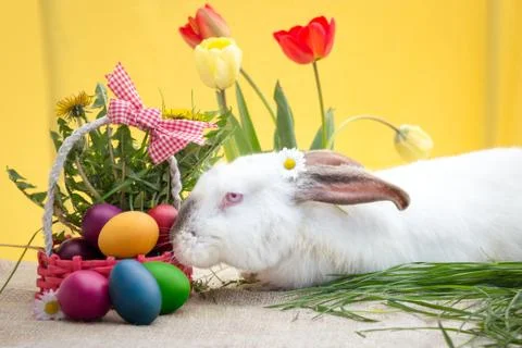 White Easter bunny and basket with Easter eggs Stock Photos