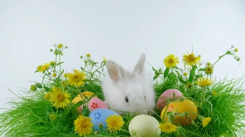 White Easter bunny, sitting near colorful eggs, eating grass Stock Footage 103849363
