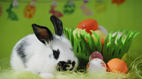 White Easter bunny sitting near decorative grass basket with eggs Video stock 277692269