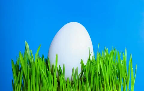 White Easter egg on a bed of green grass with blue background Stock Photos