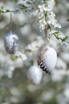White Easter egg with feather hanging on spring blossom Стоковые фото