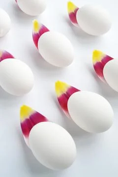 White Easter eggs and tulip petals on a white background. Stock Photos