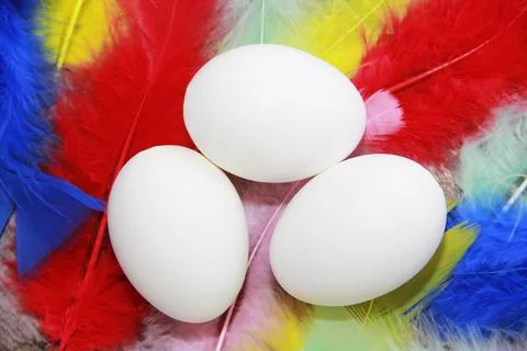 White Easter eggs on  background of colorful bird feathers Stock Photos