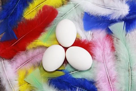 White Easter eggs on  background of colorful bird feathers Stock Photos