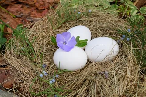 White Easter eggs lie in a nest of straw in outdoor Stock Photos