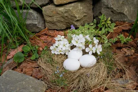 White Easter eggs lie in a nest of straw in outdoor. white cherry branch Stock Photos