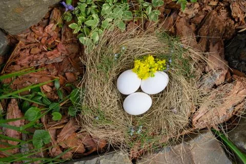 White Easter eggs lie in a nest of straw in outdoor. yellow,yellow mahonia Stock Photos