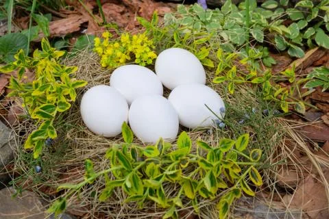 White Easter eggs lie in a nest of straw in outdoor. yellow flower Foto stock