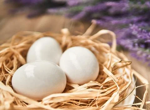 White Easter eggs in the nest. Happy Easter Concept. Congratulations Easter card Stock Photos