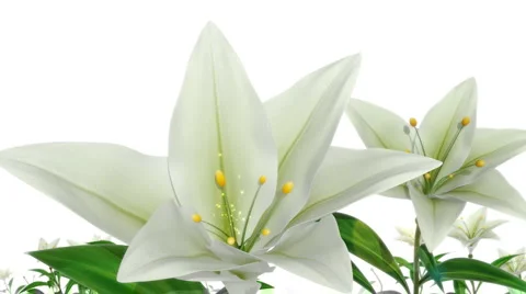 White Easter Lilies Stock Footage 6453604