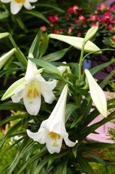 White Easter lily flowers in bloom Stock Photos