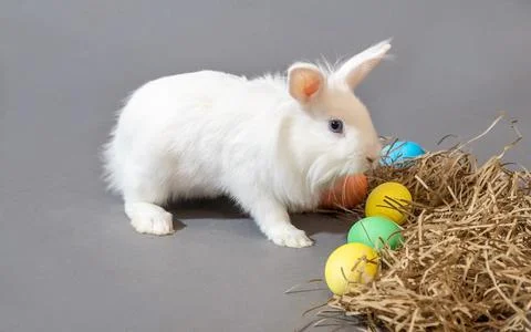 White easter rabbit and colorful easter eggs on gray background Stock Photos