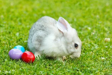 White easter rabbit in green grass Foto stock