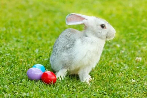 White easter rabbit in green grass Stock Photos