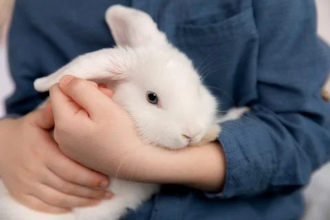 White Easter rabbit sits on the hands of a little boy, who huggs the rabbit Stock Photos