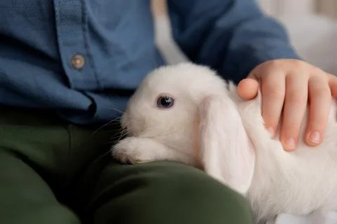 White Easter rabbit sits on the hands of a little boy, who huggs the rabbit Stock Photos