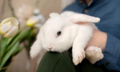 White Easter rabbit sits on the hands of a little boy, who huggs the rabbit Stock Photos