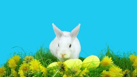 White Easter rabbit sitting near eggs, sniffing and looks around Stock Footage 72558457
