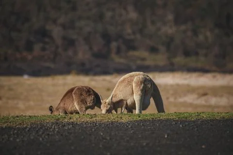 White Eastern Grey kangaroo at a caravan park Stock Photos