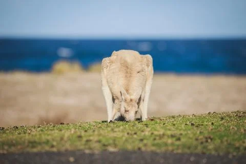 White Eastern Grey kangaroo at a caravan park Stock Photos