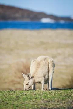 White Eastern Grey kangaroo at a caravan park Stock Photos