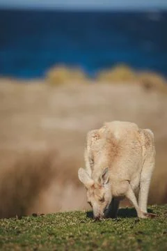 White Eastern Grey kangaroo at a caravan park Stock Photos
